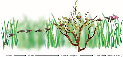 Comparison of Visually Guided Flight in Insects and Birds